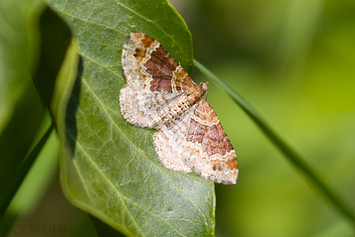 Dark-barred twin-spot carpet Moth
