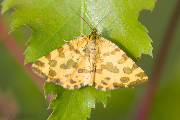 Speckled Yellow Moth