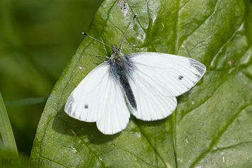 Orange-tip Butterfly | Female