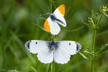Orange-tip Butterfly | Male + Female
