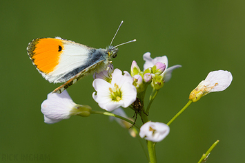 Orange-tip Butterfly | Male
