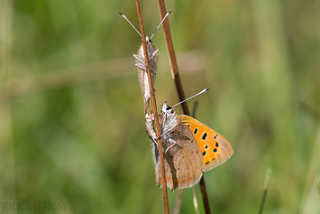 Small Copper Butterfly Mating
