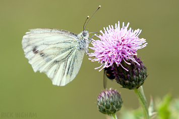 Green Veined White Butterfly