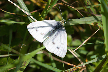 Green Veined White Butterfly