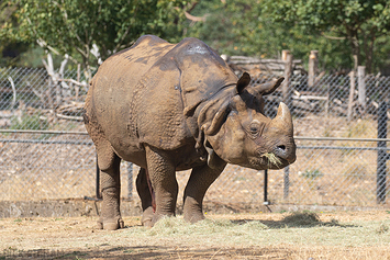 Indian Rhino