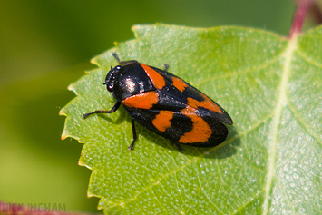 Red and Black Froghopper