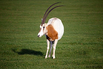 Horned Oryx