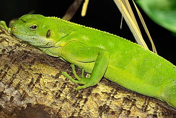 Fiji Iguana
