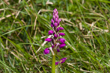Early purple orchid Plant