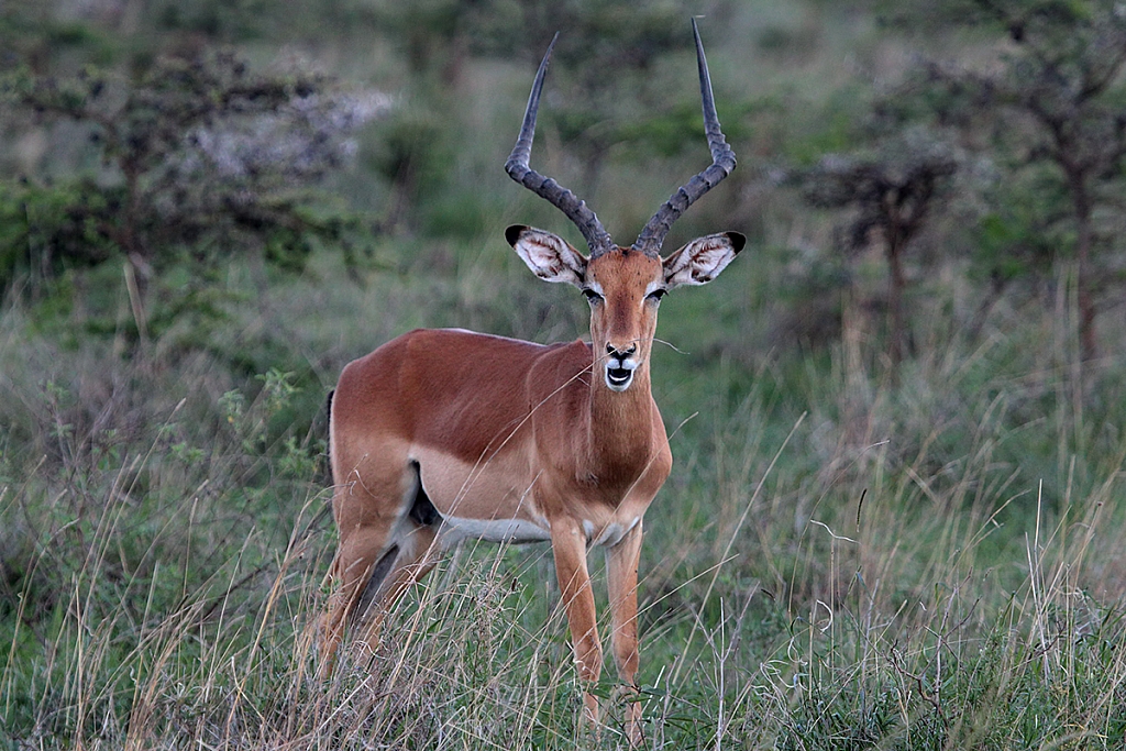 Impala | Male