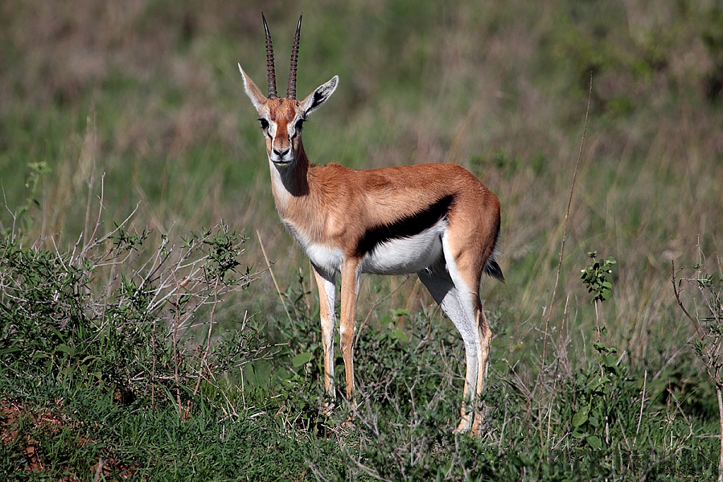 Thomson's Gazelle