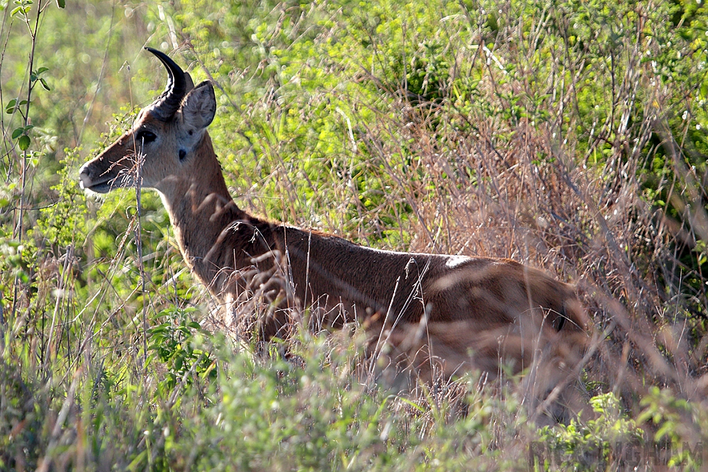 Southern Reedbuck