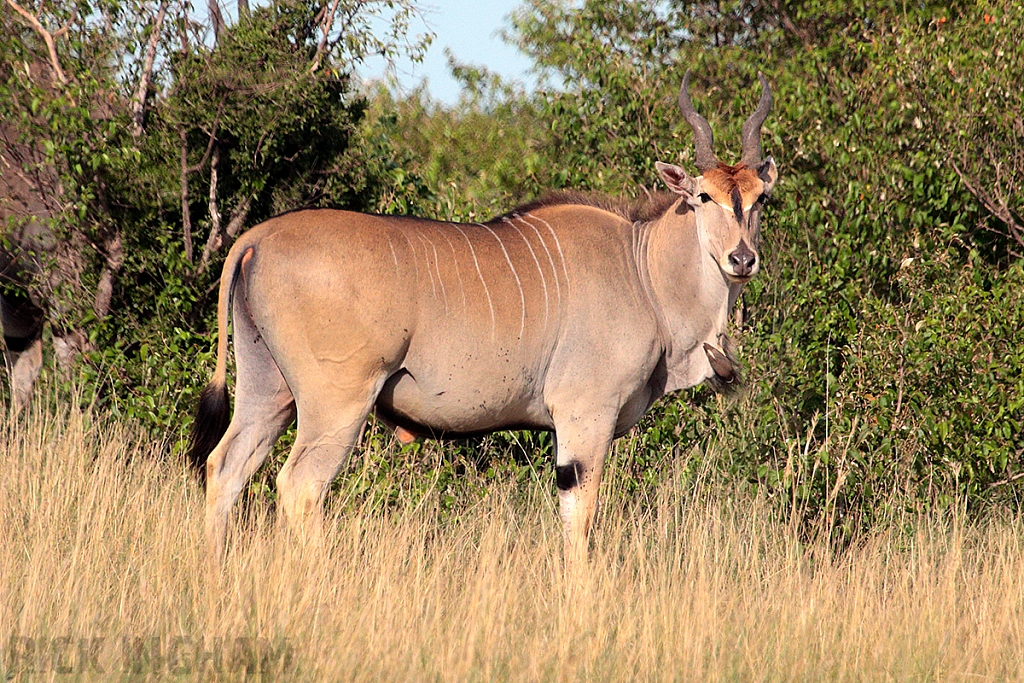 Eland