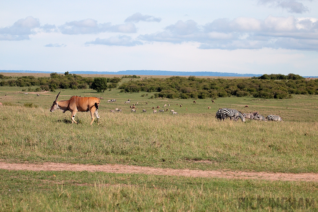 Eland