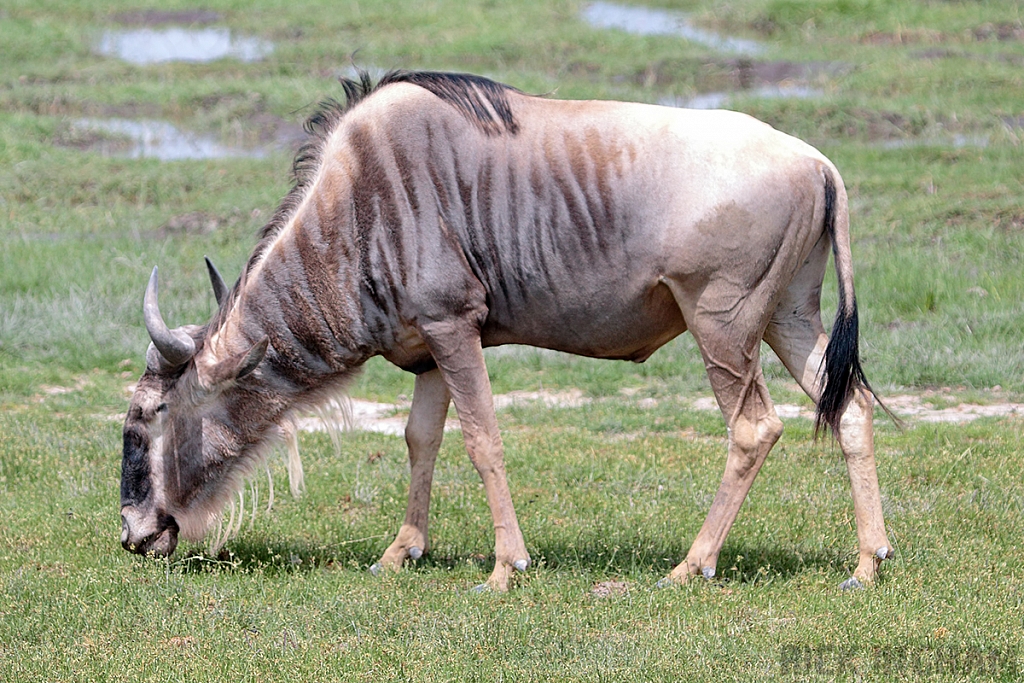 Wildebeest