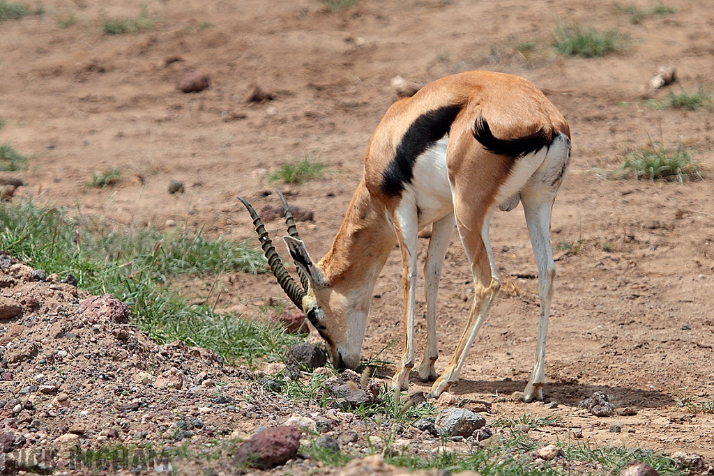 Thomson's Gazelle