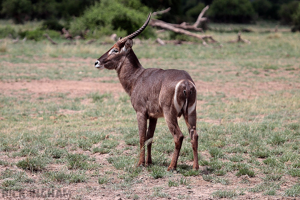 Waterbuck