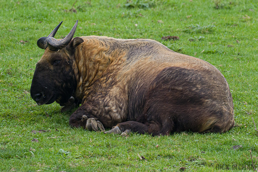 Mishmi Takin Goat Antelope
