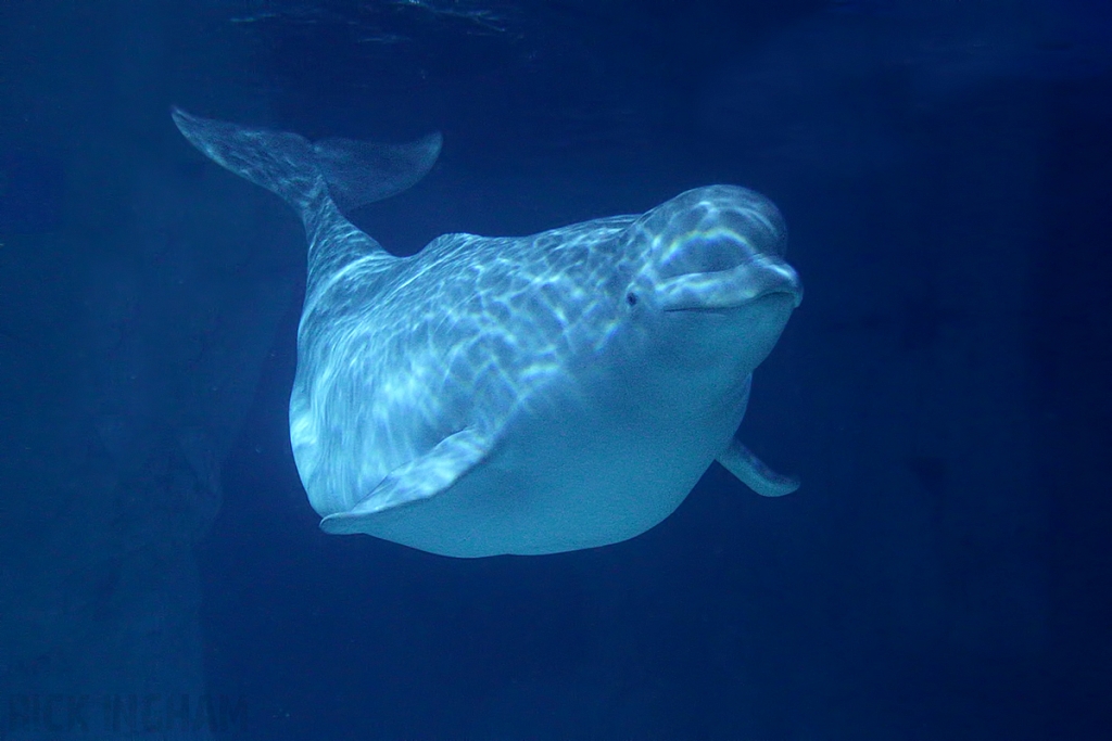 Beluga Whale