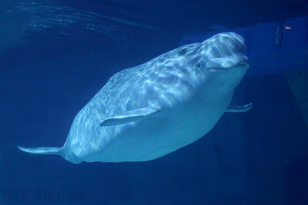 Beluga Whale
