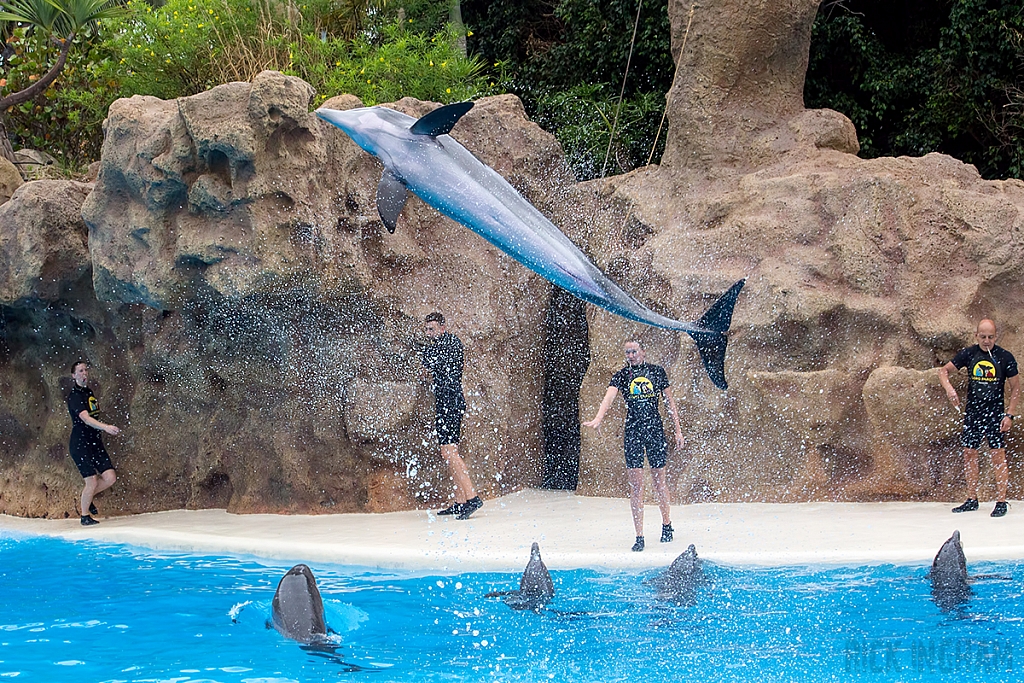 Bottlenose Dolphin