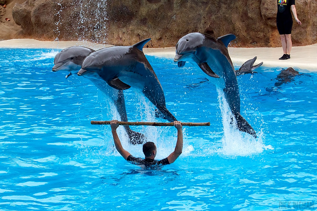 Bottlenose Dolphin