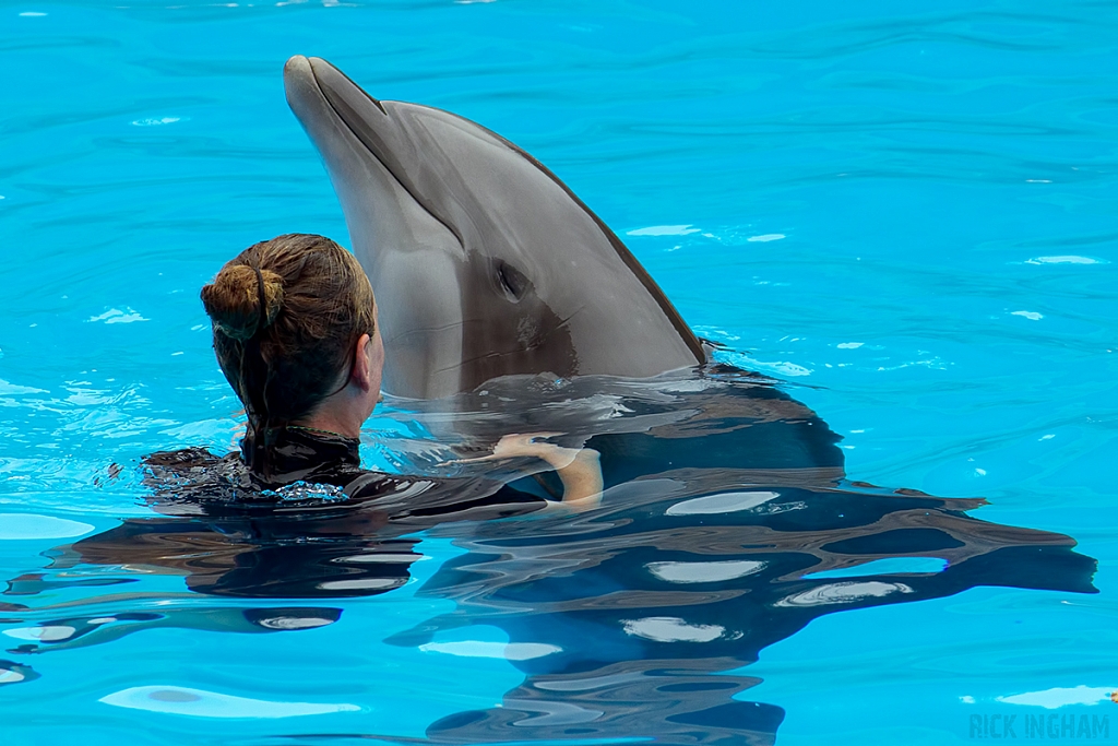 Bottlenose Dolphin