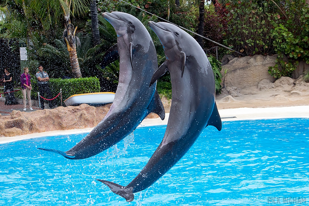 Bottlenose Dolphin