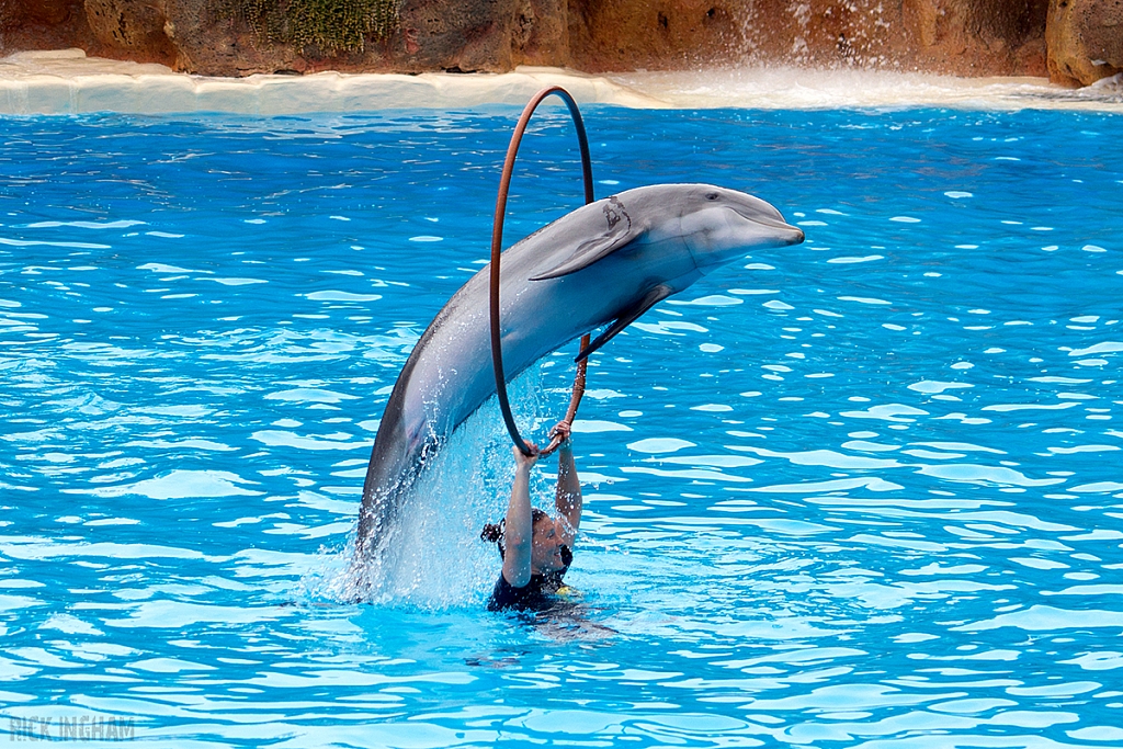 Bottlenose Dolphin