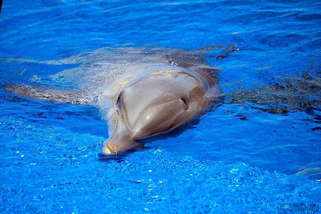 Bottlenose Dolphin