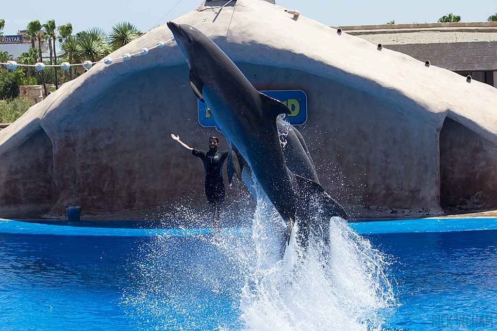 Bottlenose Dolphin