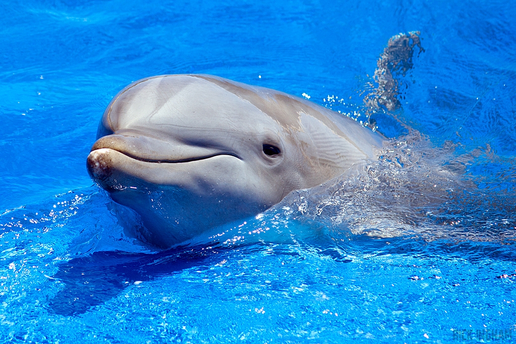 Bottlenose Dolphin