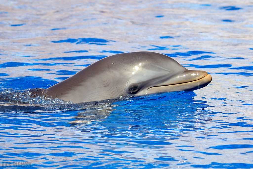 Bottlenose Dolphin