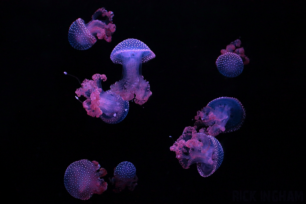 White-Spotted Jellyfish