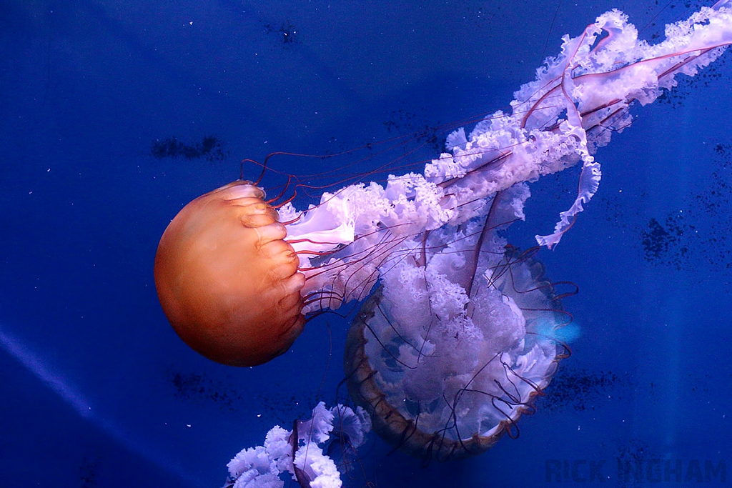 Pacific Sea Nettle Jellyfish