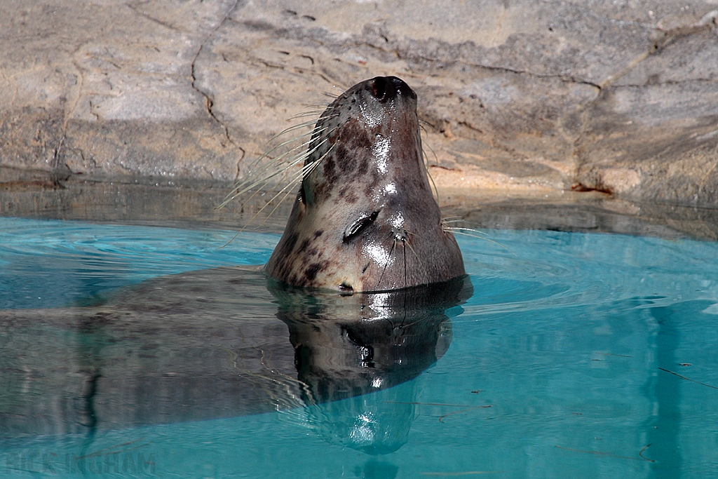 Grey Seal