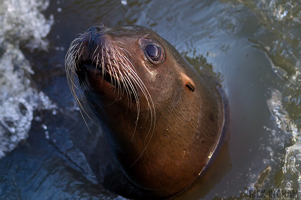Sea Lion