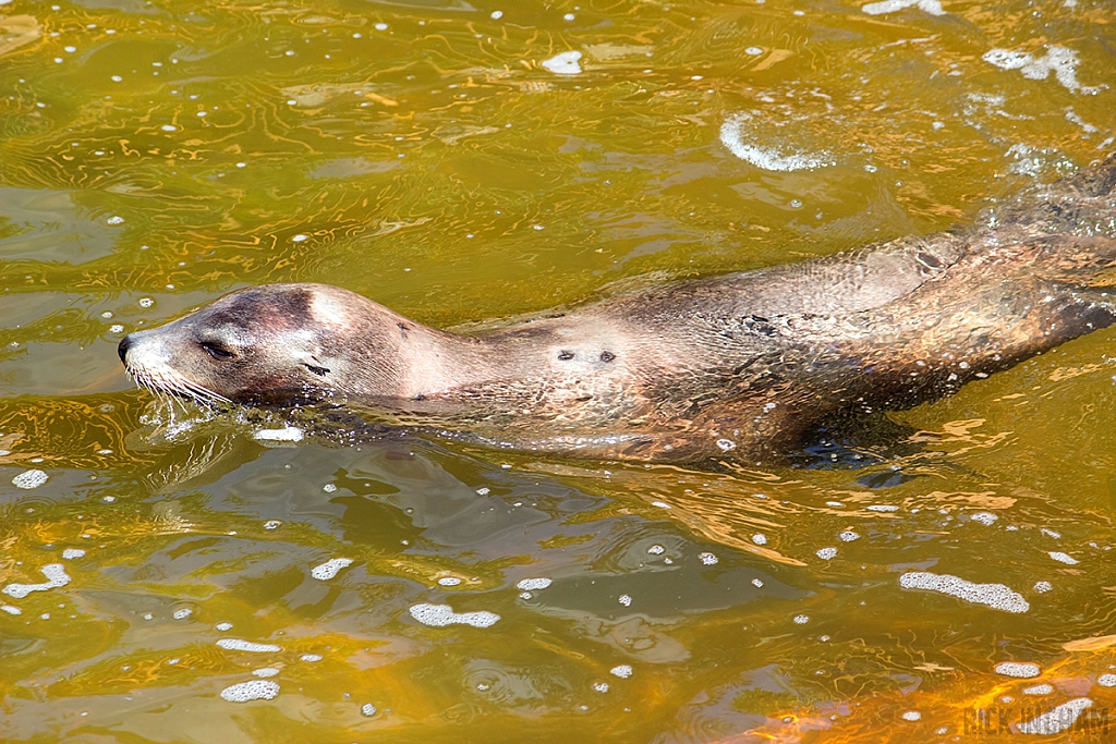 Sea Lion