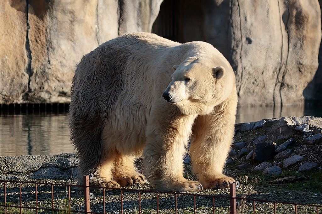 Polar Bear