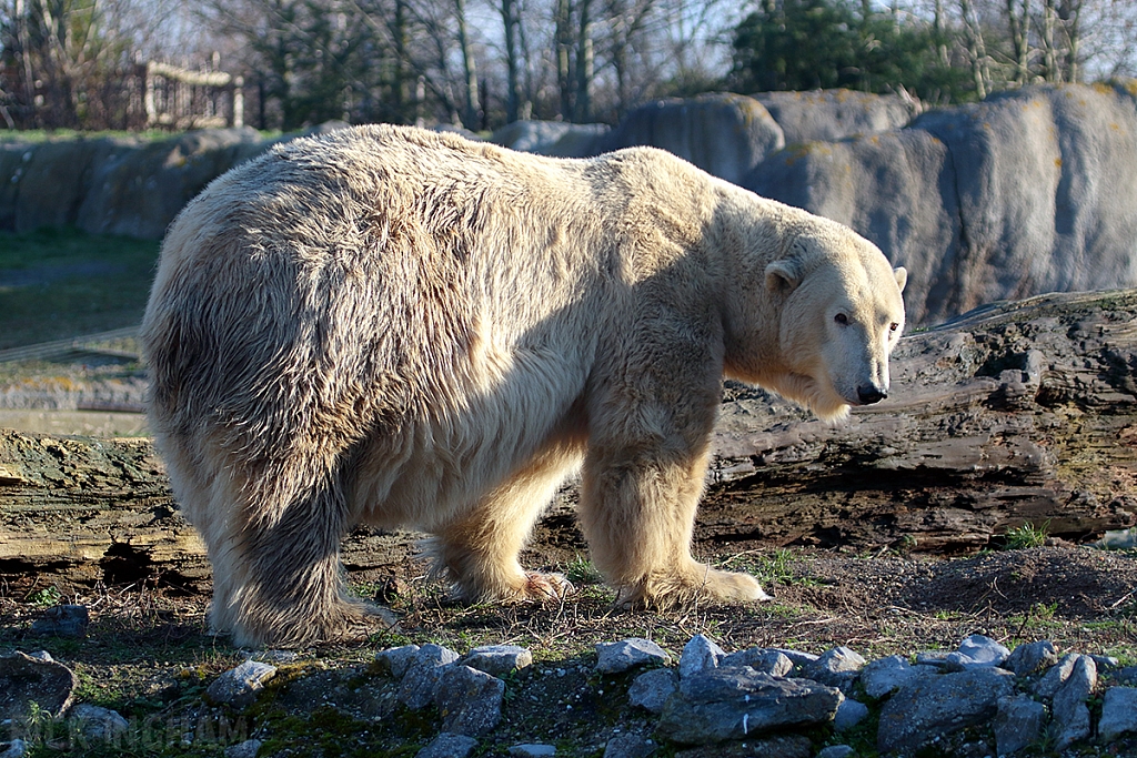 Polar Bear