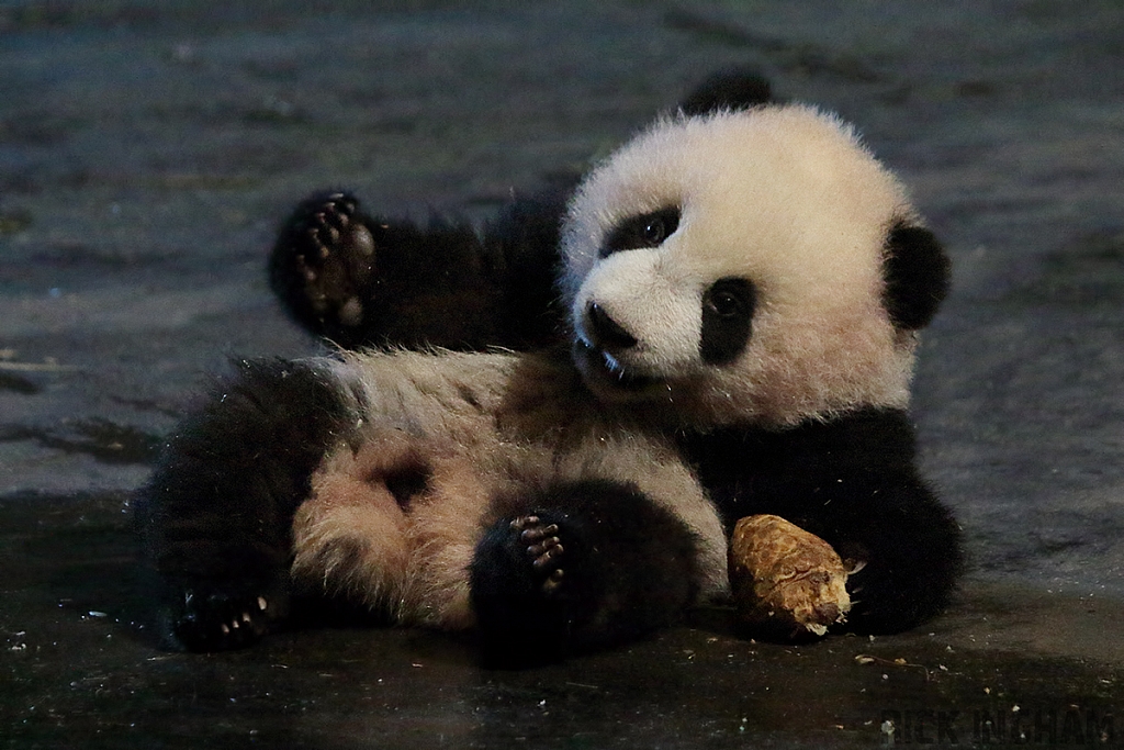 Giant Panda Bear Cub