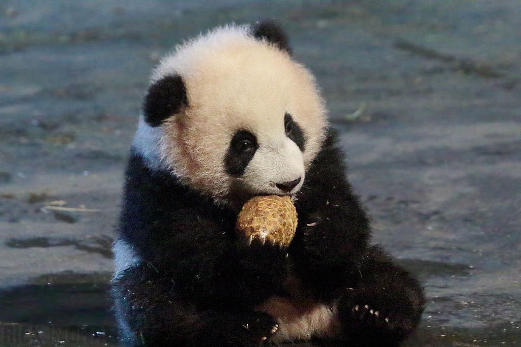 Giant Panda Bear Cub