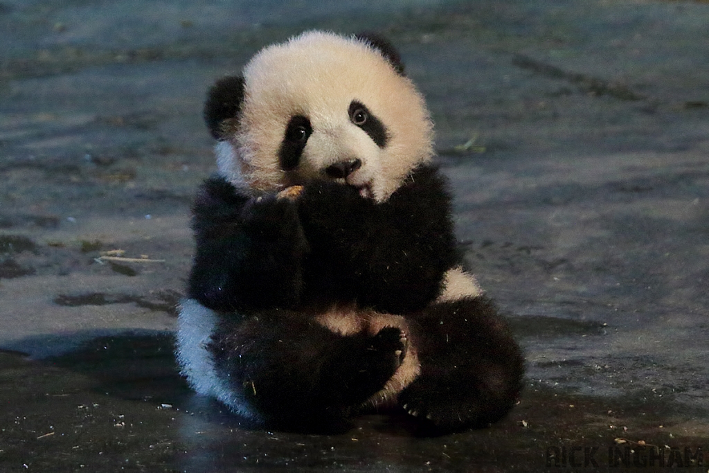 Giant Panda Bear Cub