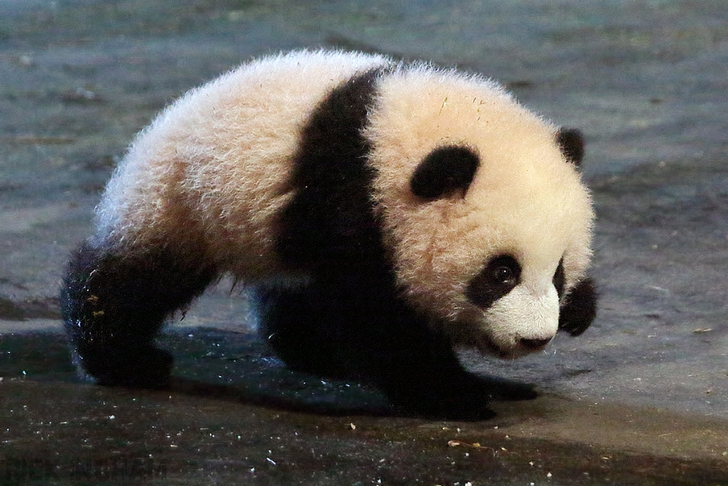 Giant Panda Bear Cub