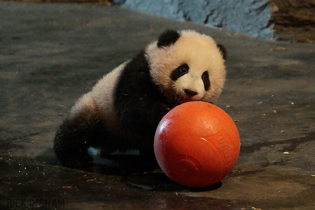 Giant Panda Bear Cub