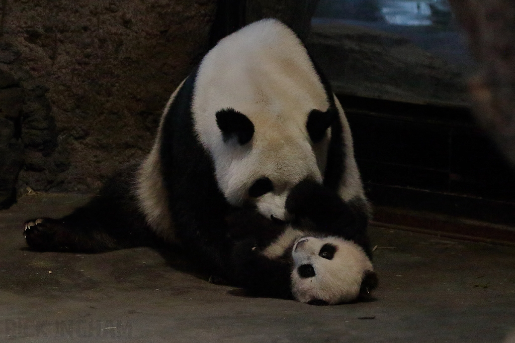 Giant Panda Bear and Cub