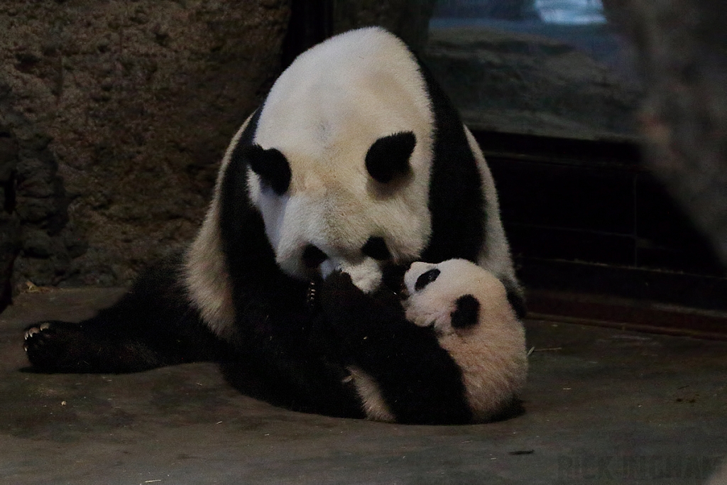 Giant Panda Bear and Cub