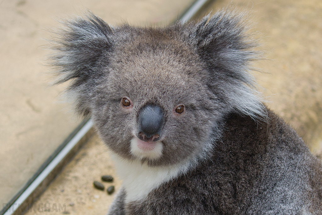 Koala Bear