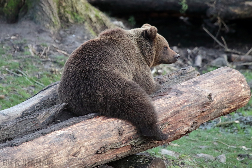 European Brown Bear