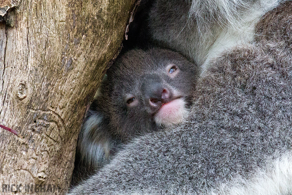 Koala Bear | Juvenile